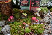 Wystawa grzybów - "Poznaj grzyby-unikniesz zatrucia", foto nr 2, 